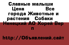 Славные малыши! › Цена ­ 10 000 - Все города Животные и растения » Собаки   . Ненецкий АО,Хорей-Вер п.